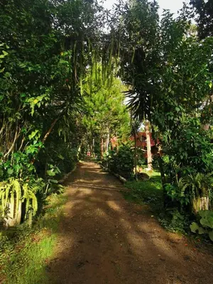 a dirt road through a forest with trees at Oxablues Home Lodge in Oxapampa