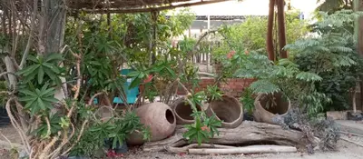 a garden with plants in large vases on the ground at Departamento 6p Tierra del Sol Eterno - Ica centro in Ica
