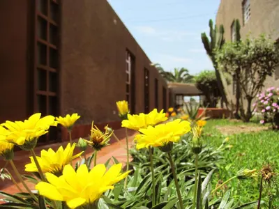 a bunch of yellow flowers in front of a building at LAS PALMERAS HOSTAL in Barranca