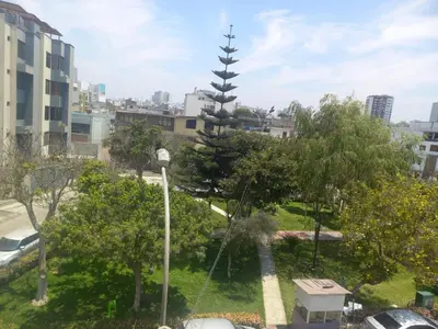 a view of a park with a tall tree at Frente a hermoso Parque Pueblo Libre in Lima