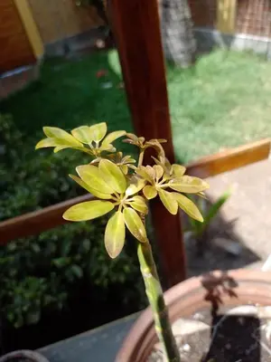 a plant with yellow flowers in a pot at Arica Surf & Beach House in Arica