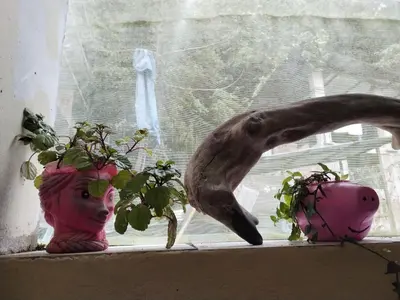 a window sill with two plants and a bird at ECO ART Best view Machu Picchu in Machu Picchu