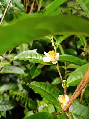 a white flower on a plant with green leaves at la casa de mamá in Huayopata